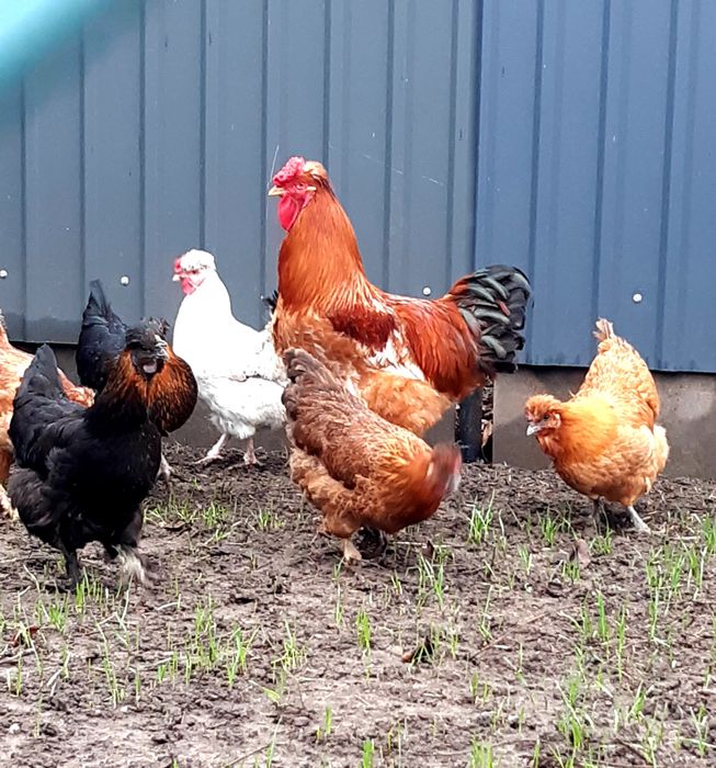 Чубаті кури інкубаційне яйце