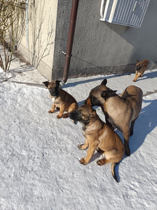 Owczarki Belgijskie Malinois