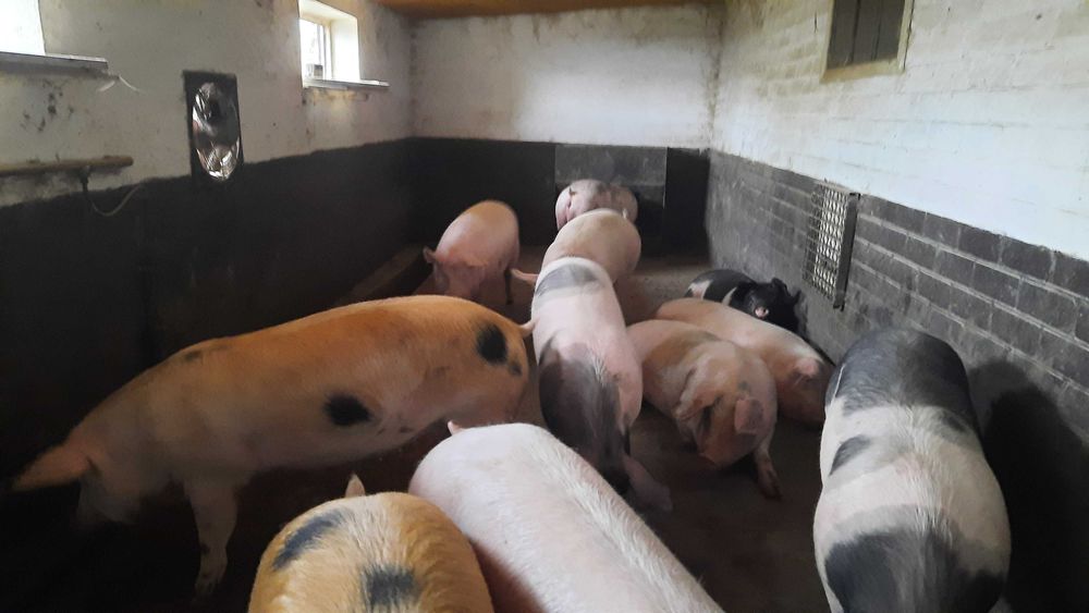 Продам домашних свиней