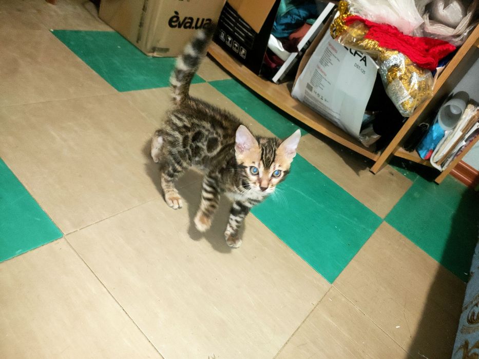 Вязка Бенгала кот