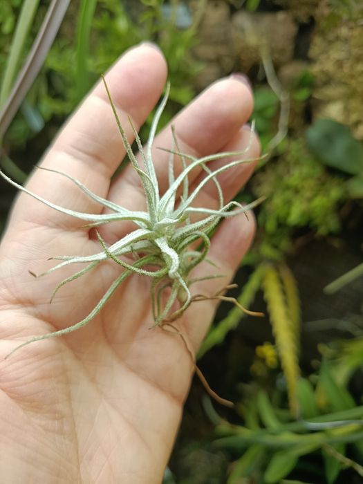 Атмосферна тілландсія