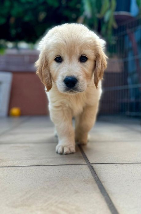 Piękna suczka Golden Retriever złota / ZKwP FCI / odbiór połowa sierpnia!