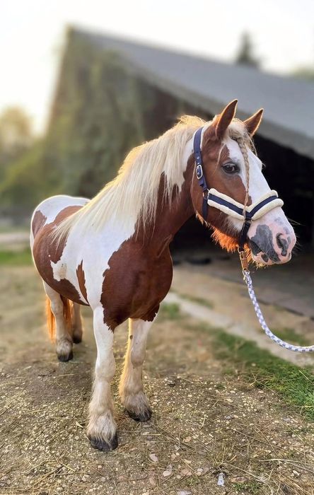 Klacz rasy irish cob 6 lat, zajeżdżona, wysoka 155cm