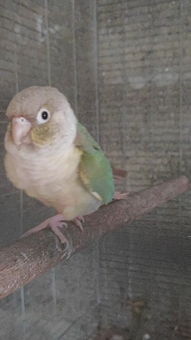 Pyrrhura Molinae Fêmea