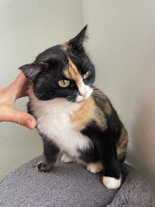 Кошечка бесплатно в добрые руки!