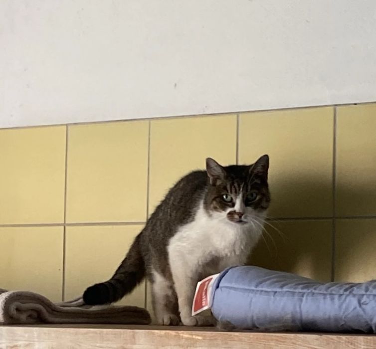 Kotka Belka do adopcji!