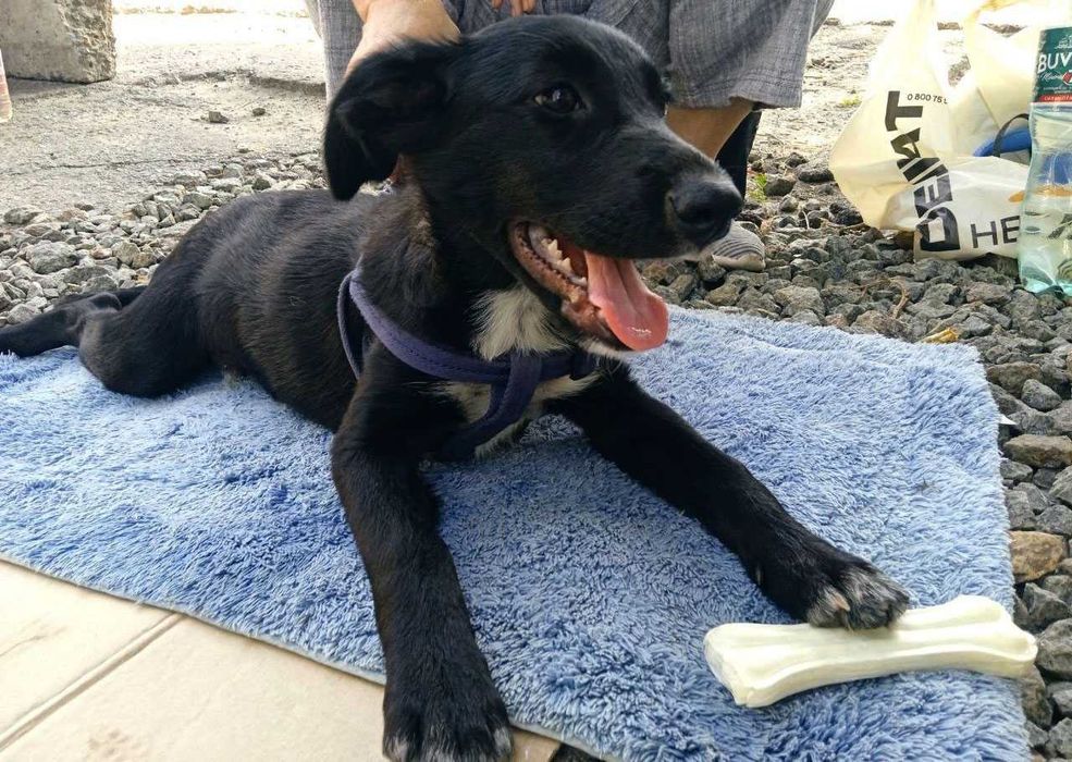 Песик 6 міс. в добрі руки