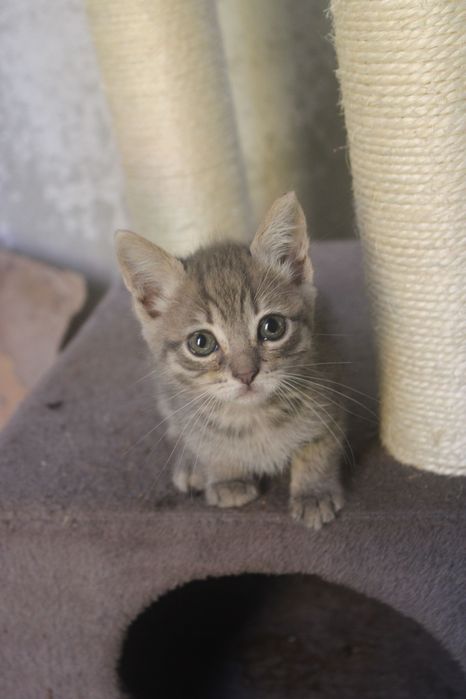 Gatinhos bebés para adoção