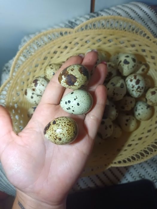 Перепелині яйця.Домашні перепелині яйця.