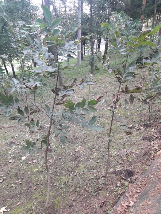 Sadzonki orzecha włoskiego