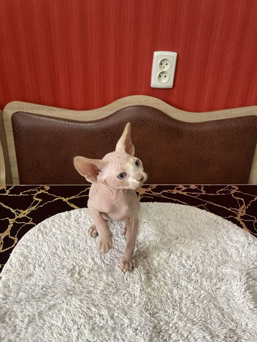 Котята сфинкс мальчики