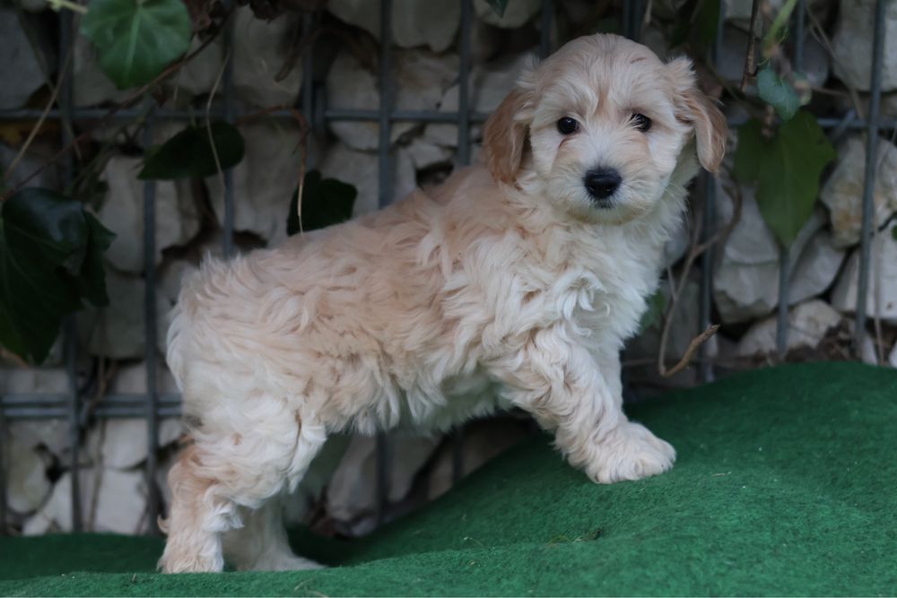 Maltipoo samiec