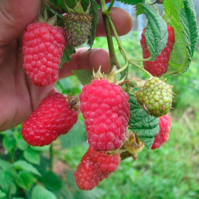 Продам саджанці малини Ляшка