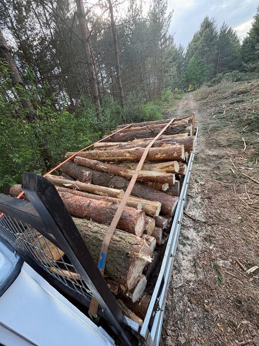 Sprzedam sosnę walki 2 metry długości