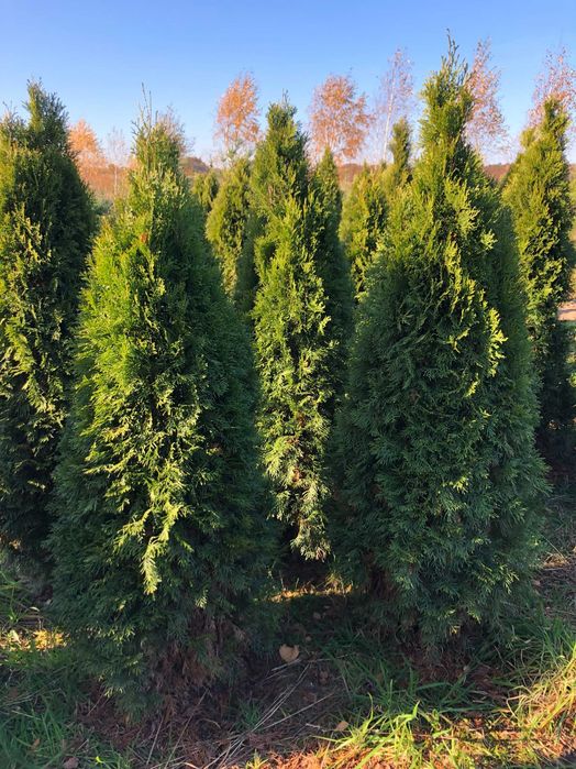 Tuja szmaragd, tuje od 80 do 250 cm! Thuja brabant do 270!