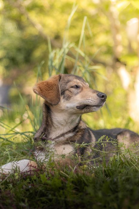 Cadelinha 11 meses para adoção