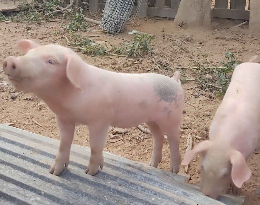 Leitões bisaro com pietran