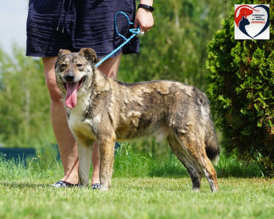 BEM do adopcji – Schronisko Jasionka