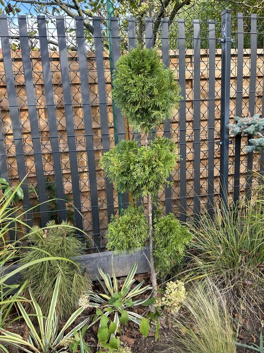 Bonzai thuja formowana piekny okaz