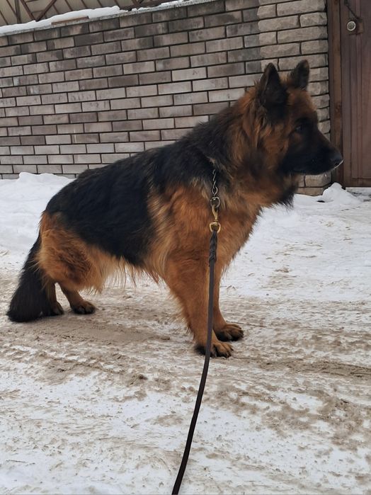 Подрощенная сука