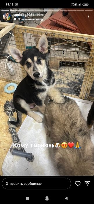 Отдам даром в хорошие руки