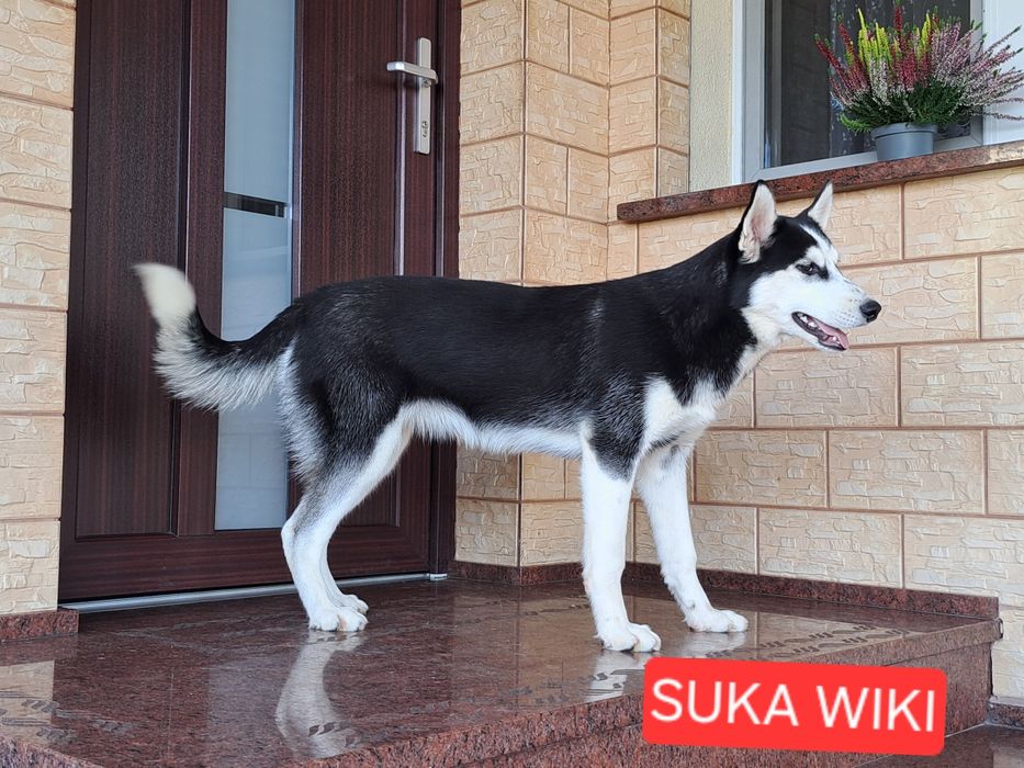 Husky Syberyjski