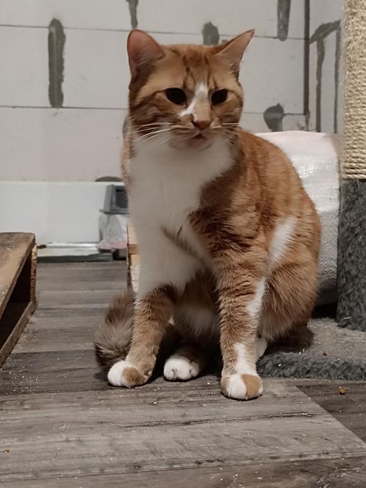 Пирожок бесплатно