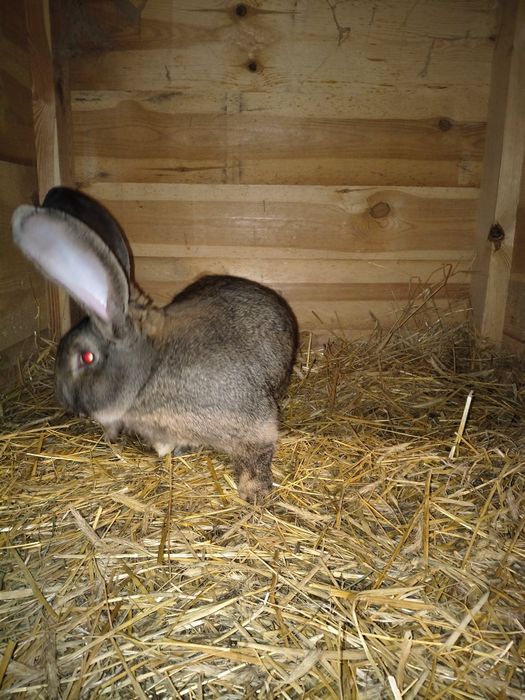 Sprzedam samca i samice olbrzym belgijski