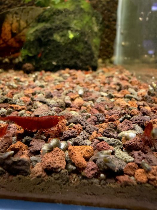 Bloody Mary Orange Eye - krewetki Neocaridina / pomarańczowe oczy