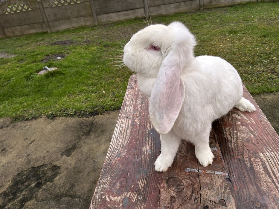 Baran francuski biały