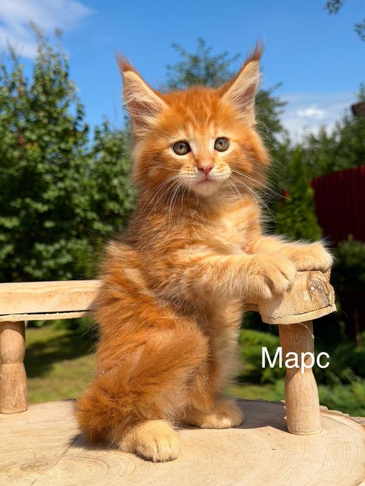 Червоний Марс  мейн кун