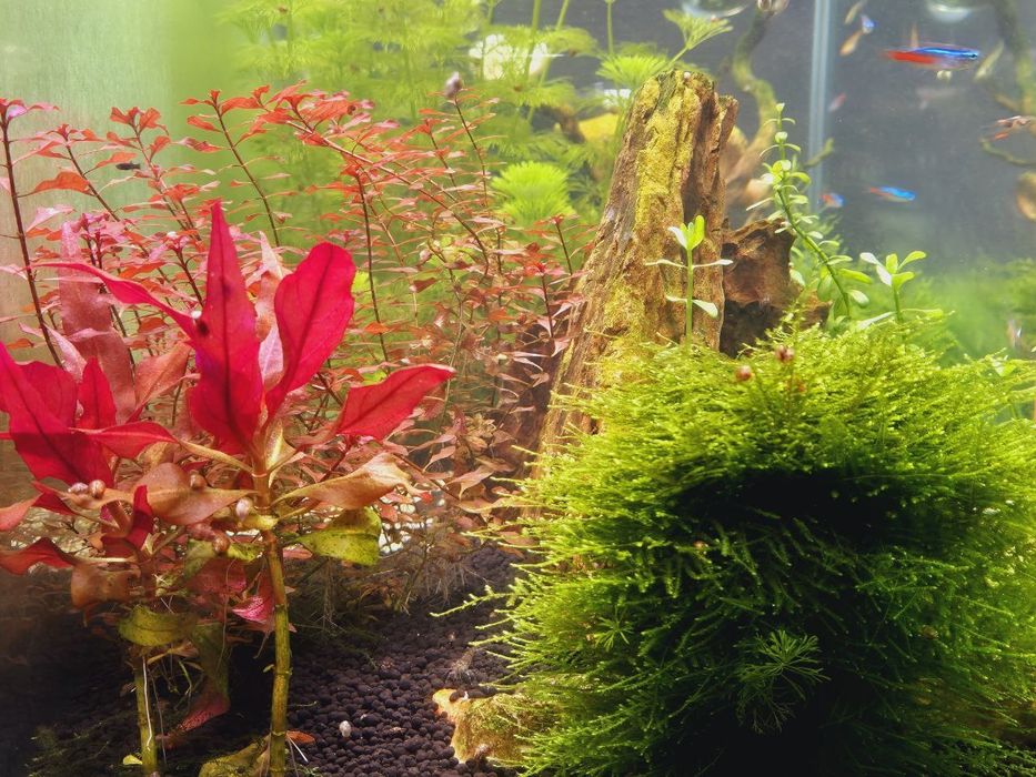 Planta Aquario Ludwigia Super Red