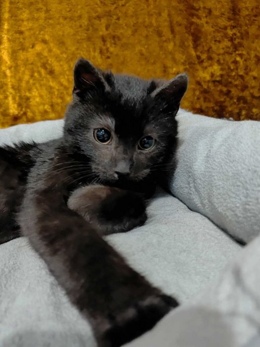 Kocurek Koralik szuka domku