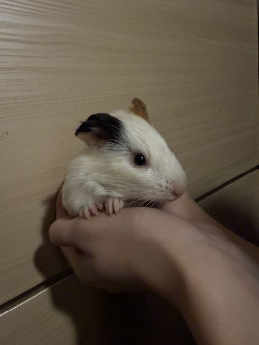 Морські свинки  вік 1 місяць