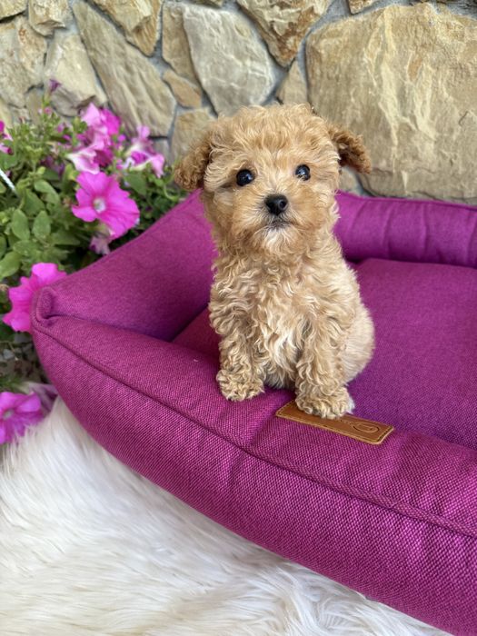 Мальтипу мініки вет паспорт