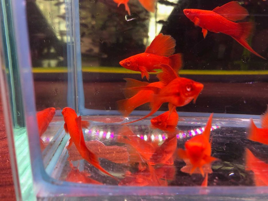 Wiedeński Delta mieczyk Red Albino