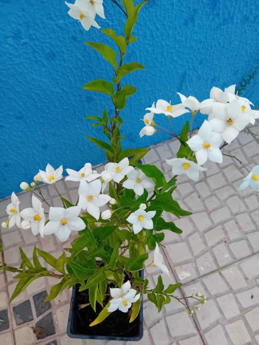 Trepadeira Solanum Jasminoides erva moura