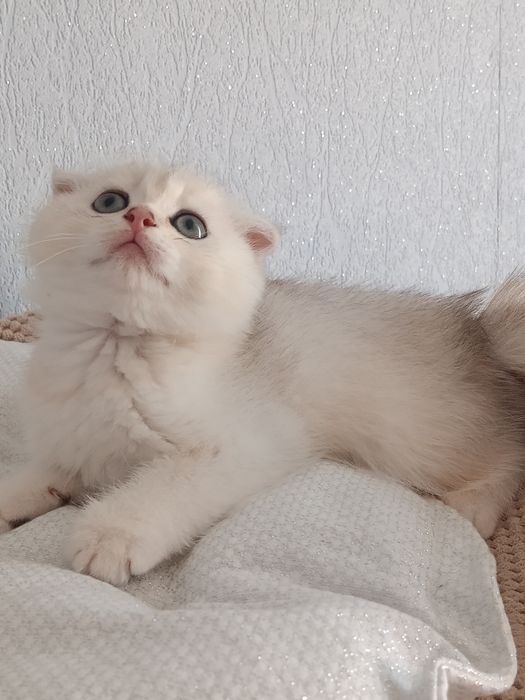 Срібна шиншила скотіш-фолд