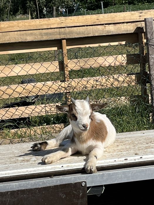 Vendo chibo micro anao