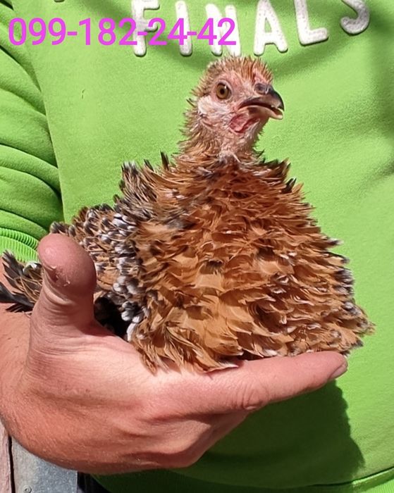 Карликові бентамки гладкі і кучеряві, інкубаційні яйця