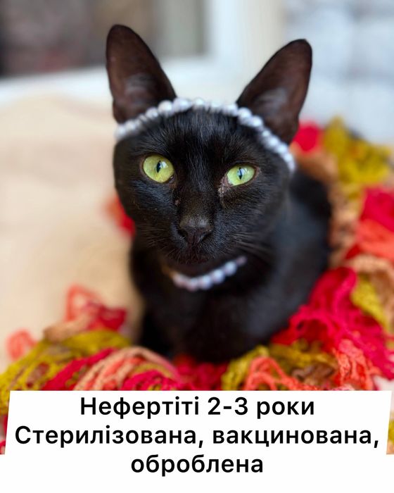 Киця кошеня 5 місяців в добрі руки