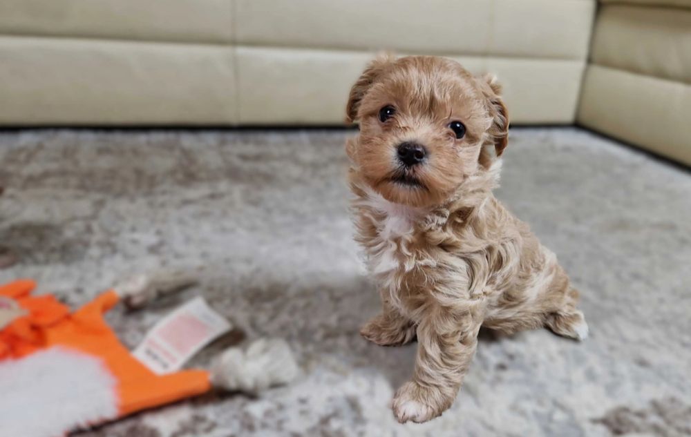 Мальтипу міні - ідеальна порода для діток! Не линяє, гіпоалергенний