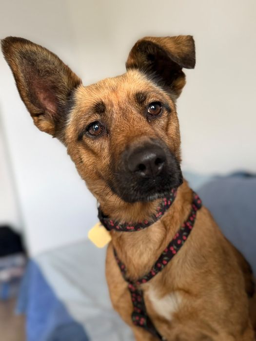 Tusia suczka do adopcji