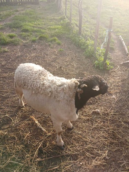 Продам  Дорпера.