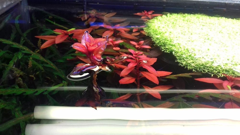 Ludwigia Repens Super Red