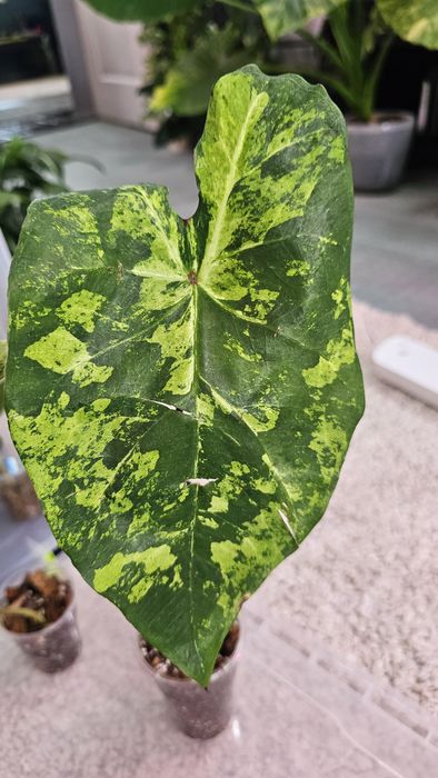 Caladium 'Frog in a Blender Каладиум Жаба в блендере