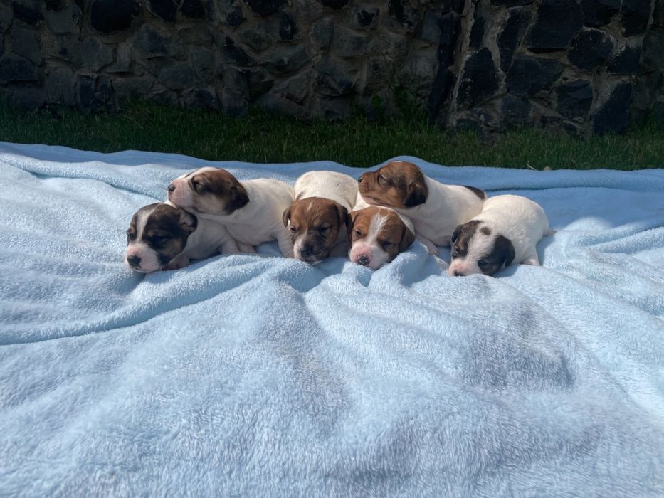 Собаки Джек Расл терєр