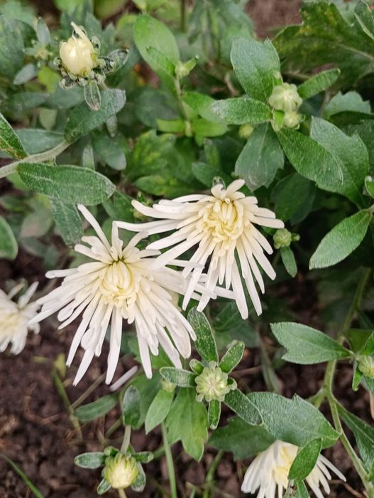 Пропоную хрезонтема рання мультифлора