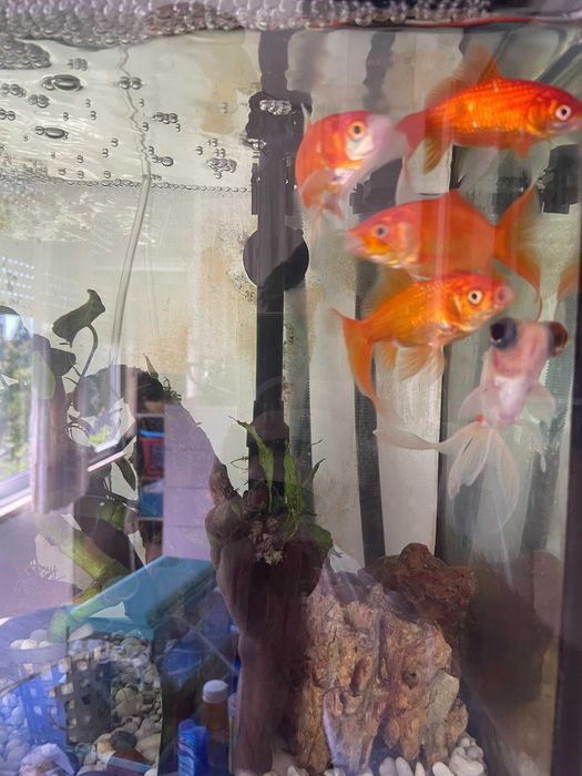 Peixinhos Dourados