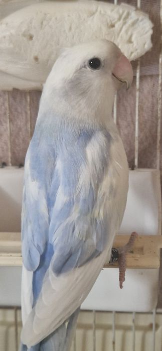 Agapornis Roseicollis